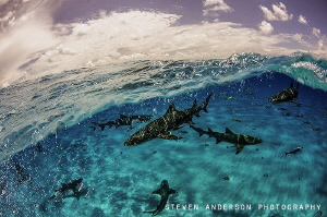 Catching a wave with Lemon Sharks at Tiger Beach Bahamas by Steven Anderson 